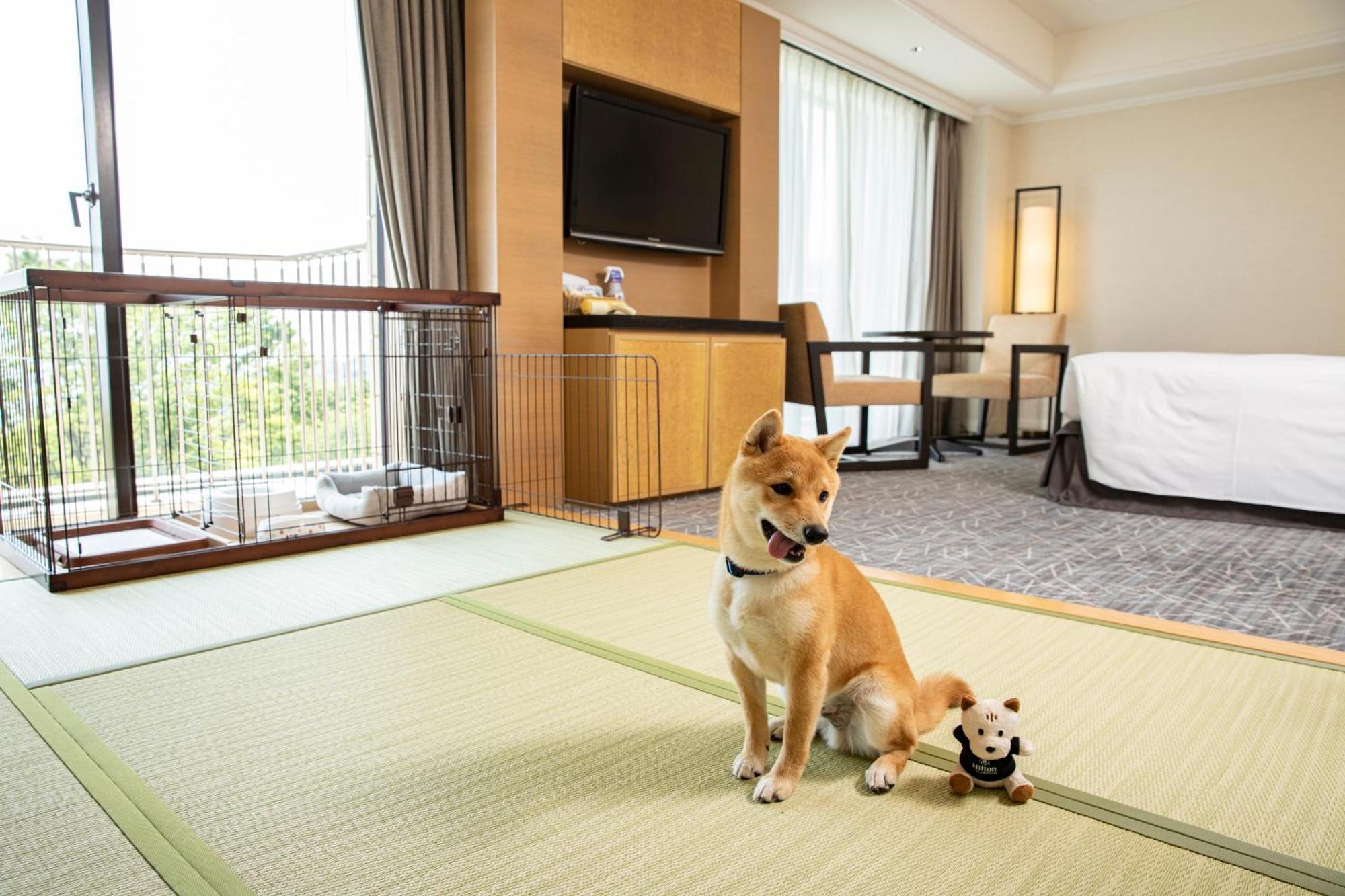 Hilton &